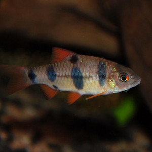 Puntius dunckeri