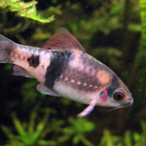 Puntius fasciatus