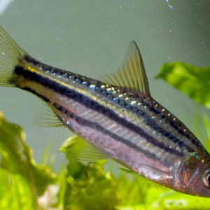 Puntius gemellus