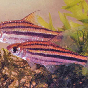 Puntius johorensis