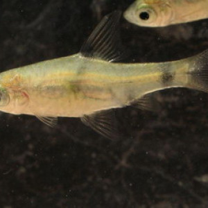 Puntius leiacanthus
