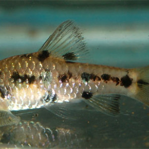 Puntius manalak