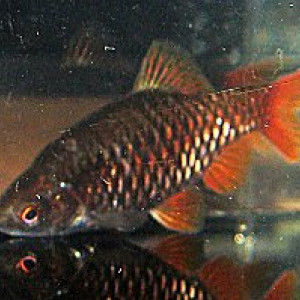 Puntius manipurensis