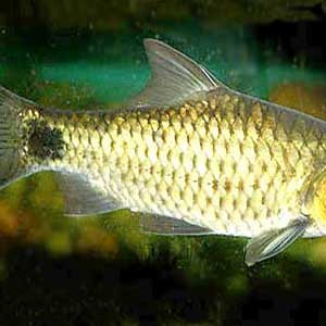 Puntius martenstyni