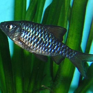 Puntius microps