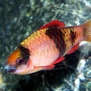 Puntius montanoi