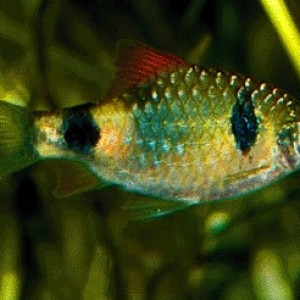Puntius narayani
