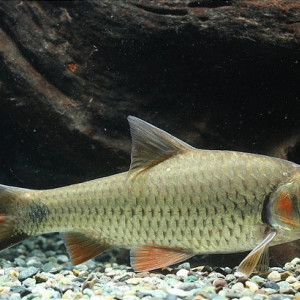 Puntius orphoides