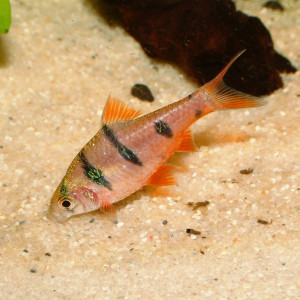 Puntius pachycheilus