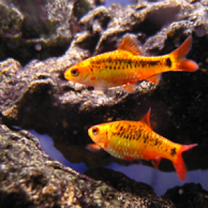 Puntius parrah