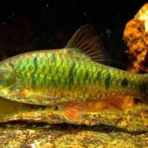 Puntius paucimaculatus