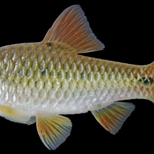 Puntius rhombeus