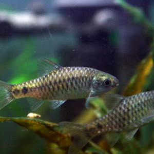 Puntius shalynius