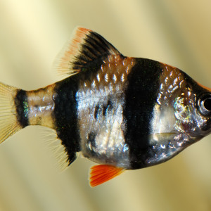 Puntius takhoaensis