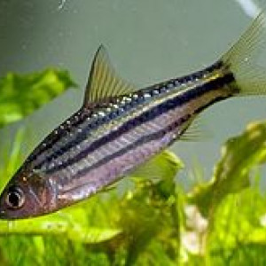 Puntius trifasciatus