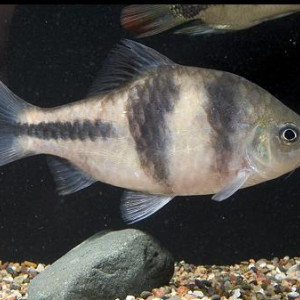 Puntius yuensis