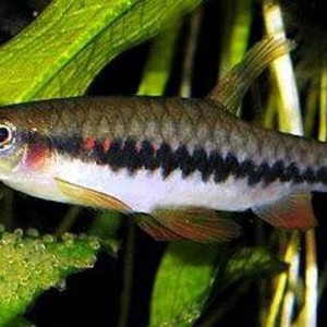 Pyrrhulina rachoviana