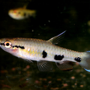 Pyrrhulina spilota