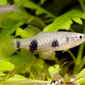 Pyrrhulina vittata