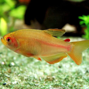 Rachoviscus crassiceps