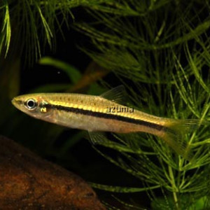 Rasbora daniconius