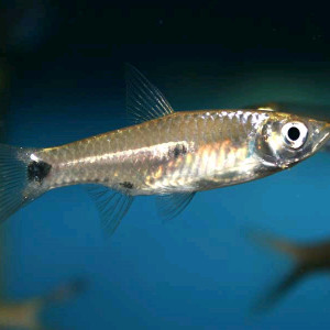 Rasbora elegans