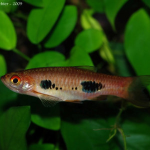 Rasbora kalochroma
