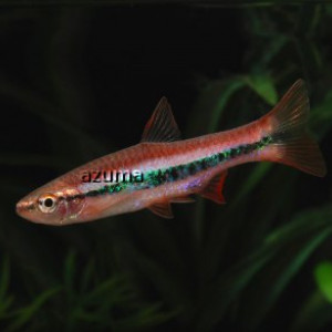 Rasbora patrickyapi 