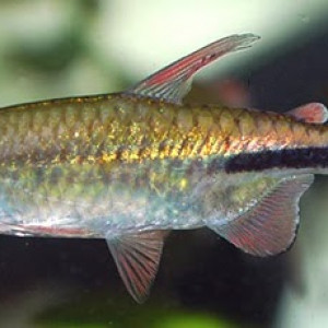 Rhabdalestes maunensis