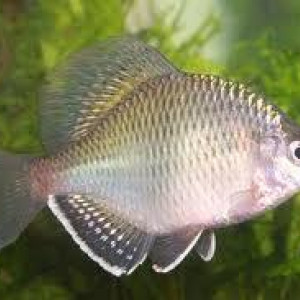 Acanthorhodeus chankaensis
