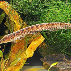 Rhamphichthys rostratus