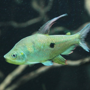 Rhoadsia altipinna