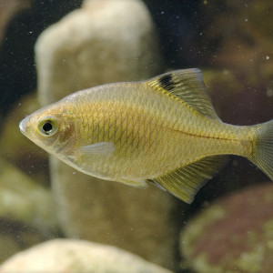 Rhodeus ocellatus