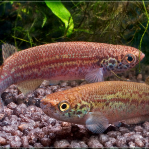 Rivulus amphoreus