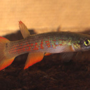 Rivulus rectocaudatus