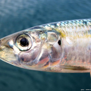 Sardinella aurita