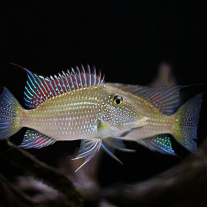 Satanoperca leucosticta
