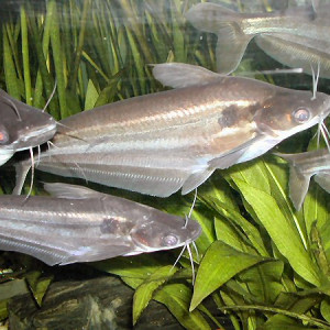 Schilbe intermedius
