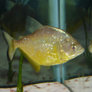 Serrasalmus maculatus