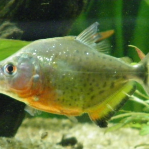 Serrasalmus spilopleura