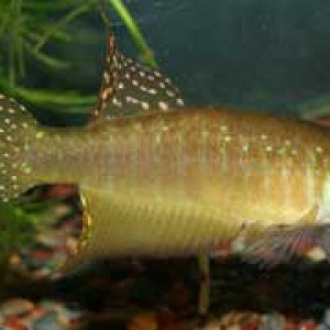 Simpsonichthys bokermanni