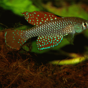 Simpsonichthys reticulatus