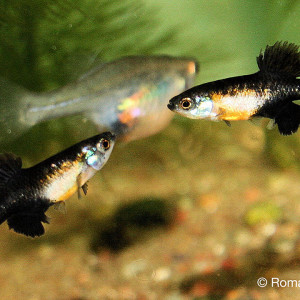 Skiffia bilineata