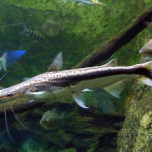 Sorubim lima