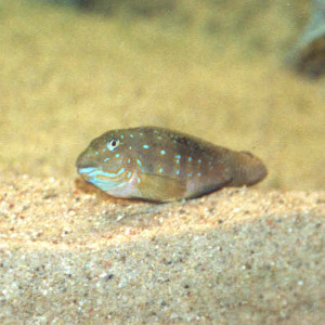 Spathodus erythrodon