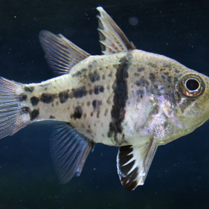 Sphaeramia orbicularis