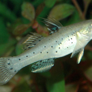 Stigmatogobius sadanundio