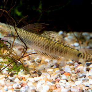 Stiphodon elegans