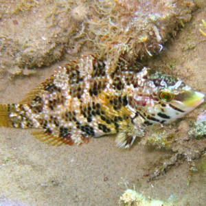 Symphodus roissali