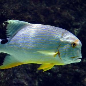 Symphorichthys spilurus